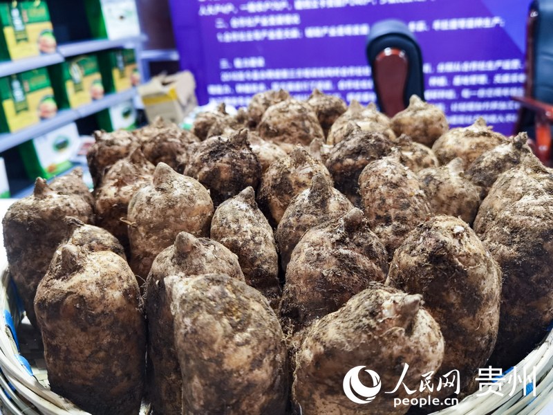 大方天麻。人民網(wǎng) 王秀芳攝