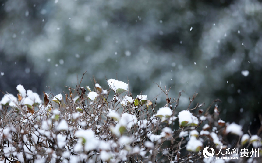 綠化帶慢慢堆積的雪。人民網(wǎng) 顧蘭云攝