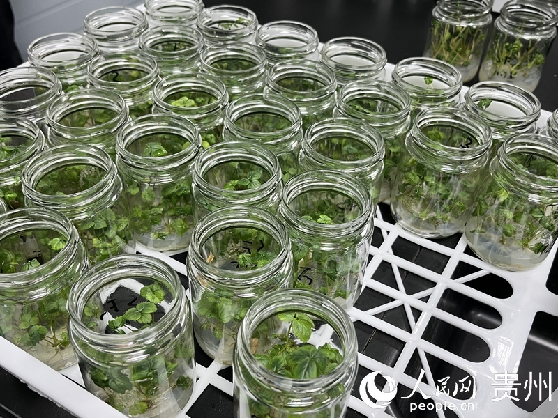 正在繁育的草莓原原種苗。人民網(wǎng) 陳潔泉攝