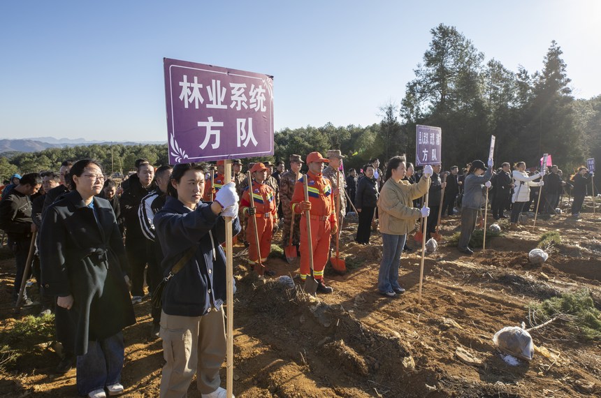 義務植樹活動現(xiàn)場。李學友攝