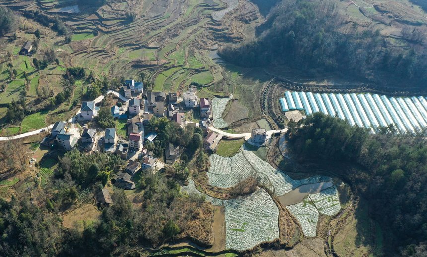 務川自治縣分水鎮(zhèn)過江社區(qū)草莓種植基地（無人機照片）。
