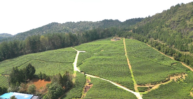 銅仁天然茶園。