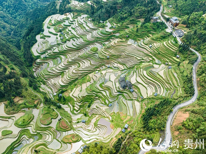 航拍加榜梯田。人民網(wǎng) 陽茜攝