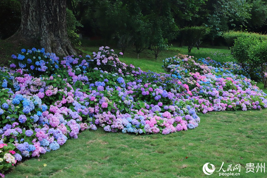 河濱公園內(nèi)綻放的繡球花。人民網(wǎng) 顧蘭云攝
