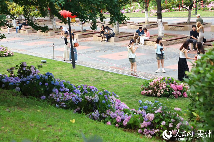 河濱公園內(nèi)綻放的繡球花吸引市民拍照打卡。人民網(wǎng) 顧蘭云攝