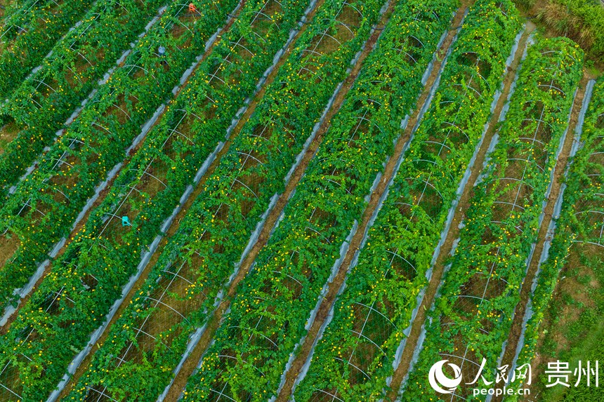 航拍蔬菜種植基地。人民網(wǎng) 陽(yáng)茜攝
