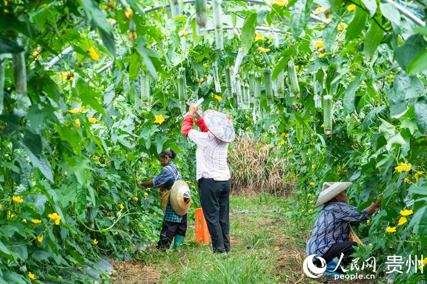 菜農(nóng)在開展套袋作業(yè)。人民網(wǎng) 陽茜攝