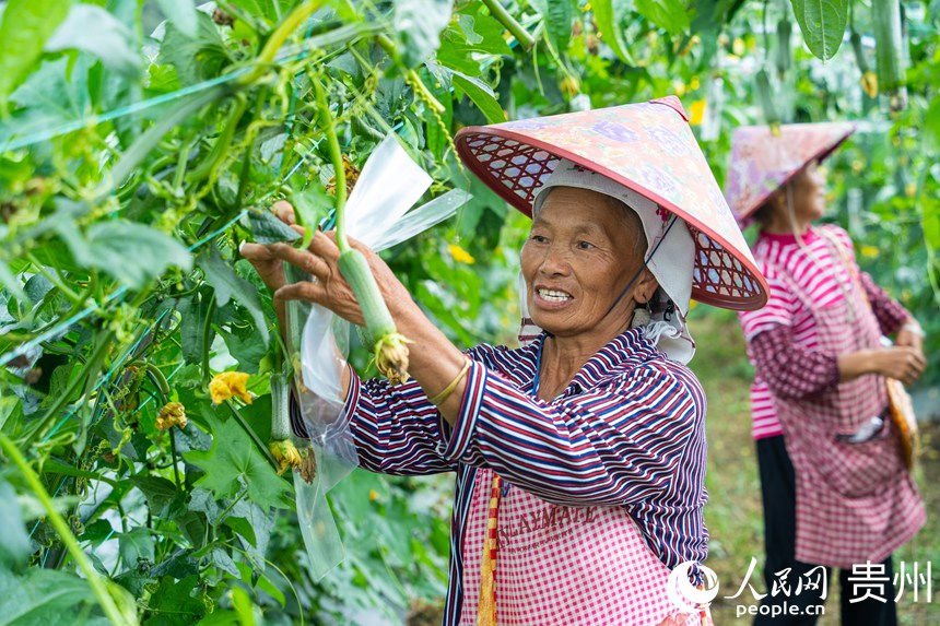 菜農(nóng)在開(kāi)展套袋作業(yè)。人民網(wǎng) 陽(yáng)茜