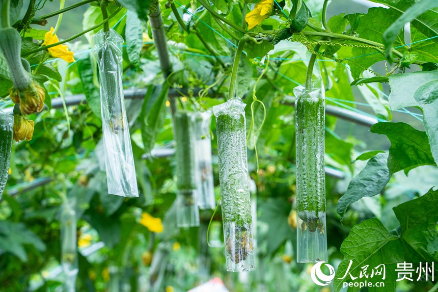 蔬菜種植基地的絲瓜。人民網(wǎng) 陽茜