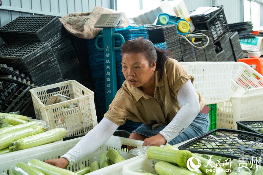 菜農(nóng)正在分揀裝箱。人民網(wǎng) 陽茜