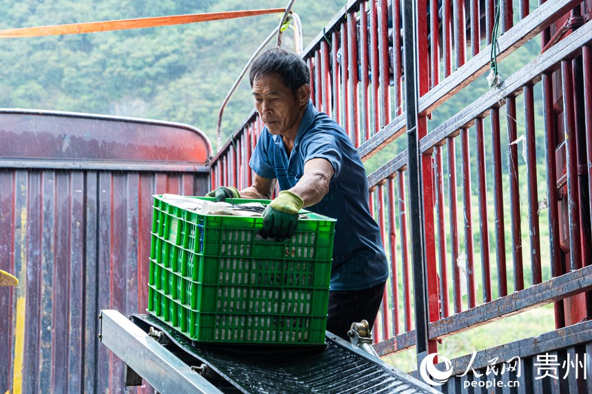 菜農(nóng)正在將絲瓜裝車。人民網(wǎng) 陽茜