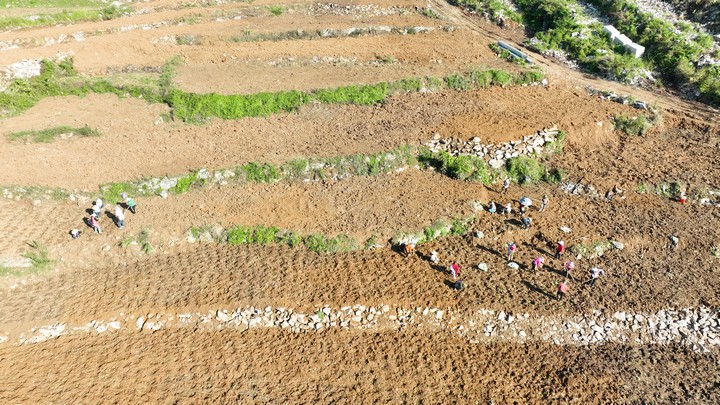 田間地頭農(nóng)事忙。