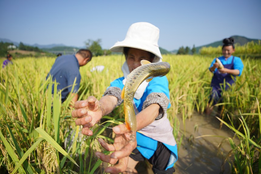 9月5日，村民在貴州省丹寨縣龍泉鎮(zhèn)卡拉村抓稻田魚。