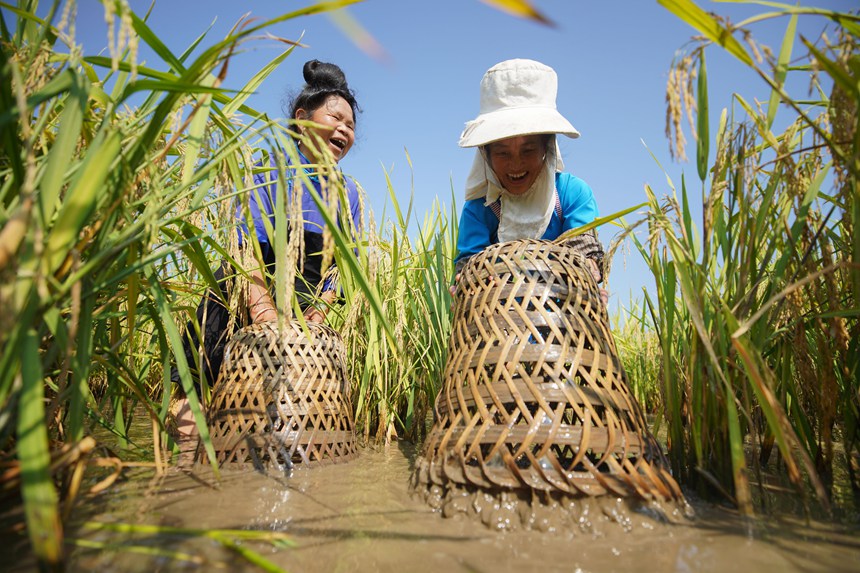 9月5日，村民在貴州省丹寨縣龍泉鎮(zhèn)卡拉村抓稻田魚。