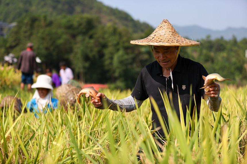 9月5日，村民在貴州省丹寨縣龍泉鎮(zhèn)卡拉村抓稻田魚。