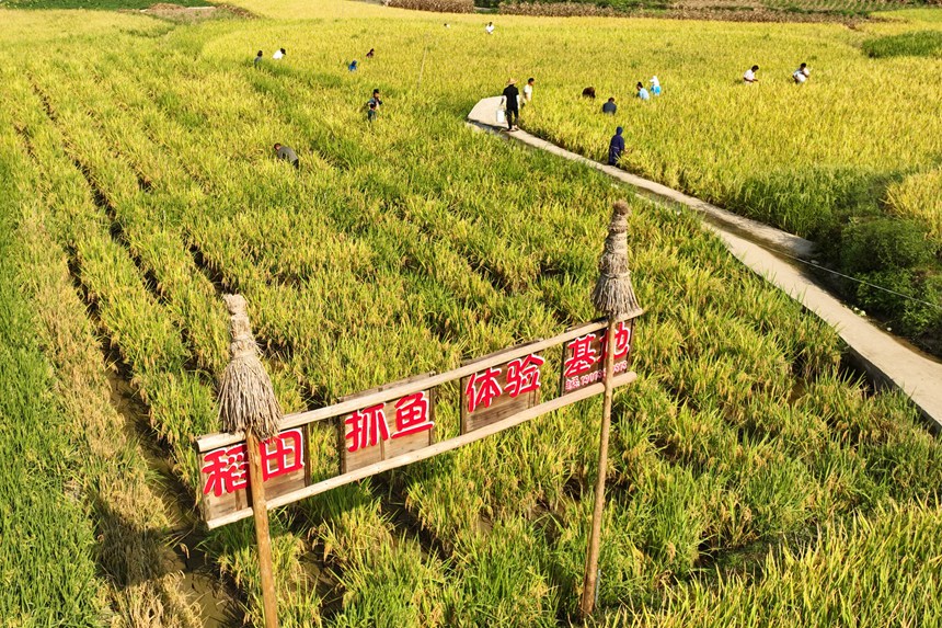 9月5日，村民在貴州省丹寨縣龍泉鎮(zhèn)卡拉村抓稻田魚(yú)。