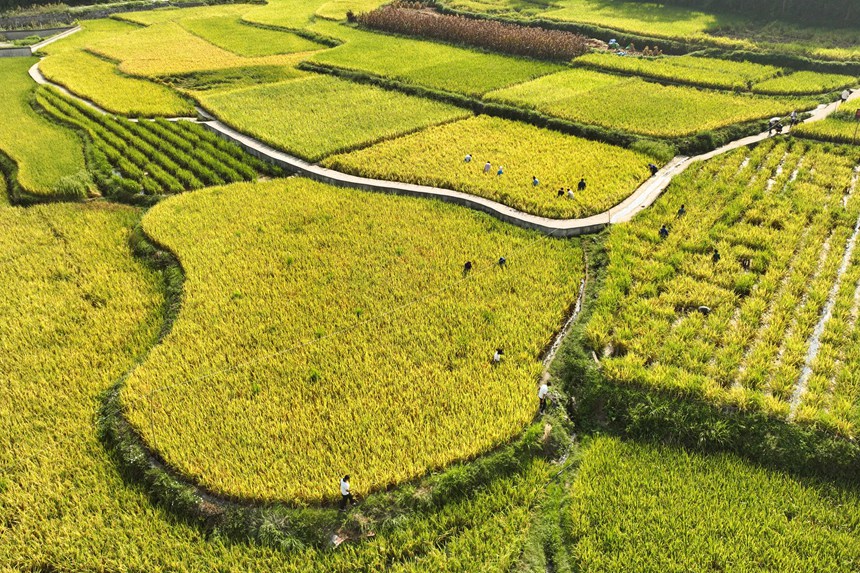 9月5日，村民在貴州省丹寨縣龍泉鎮(zhèn)卡拉村抓稻田魚。