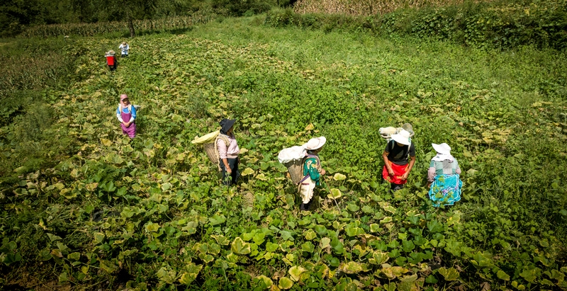 2024年8月29日，織金縣實興鄉(xiāng)南瓜種植基地里，當?shù)卮迕駛冋诓墒漳瞎?。（李?攝） (1)