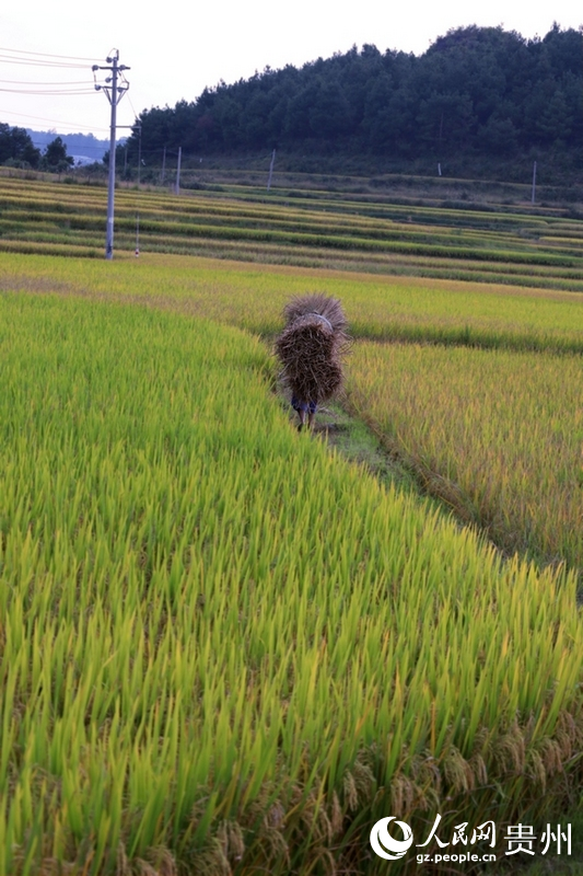 村民辛勤勞作中。人民網(wǎng) 潘佳倩攝