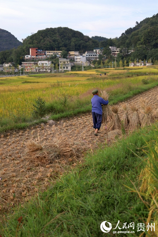 村民正在困扎稻草。人民網(wǎng) 潘佳倩攝