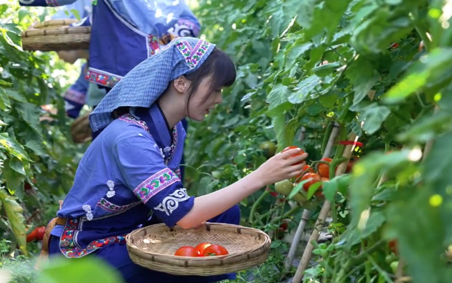 麻江縣充分發(fā)揮比較優(yōu)勢(shì) 做大做強(qiáng)特色產(chǎn)業(yè)。