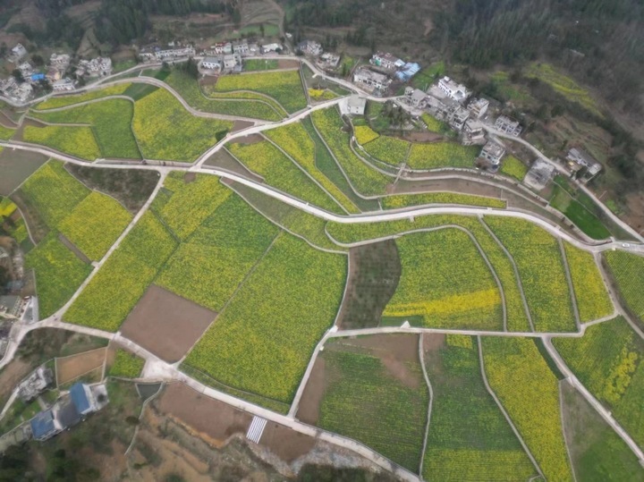 金沙建設(shè)高標(biāo)準(zhǔn)農(nóng)田 夯實農(nóng)業(yè)發(fā)展“耕”基 。