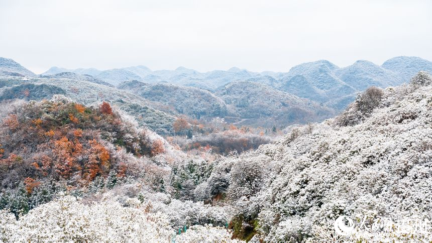 雪后的百里杜鵑景區(qū)。人民網記者 涂敏攝