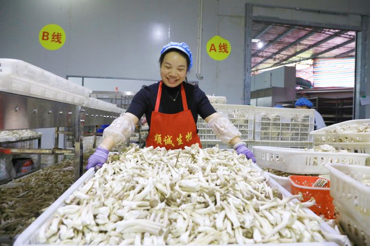 劍河縣食用菌產(chǎn)業(yè)園內(nèi)的貴州順誠生物科技有限公司內(nèi)，工人準備搬運分揀好的食用菌。楊潔茹攝.jpg