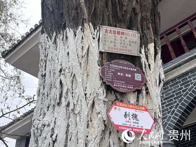 百歲大槐樹上掛著認(rèn)養(yǎng)牌。配備日常管護(hù)人及時(shí)發(fā)現(xiàn)隱患，促進(jìn)樹木健康生長。人民網(wǎng) 陳潔泉攝