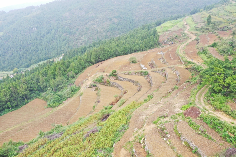 新光村撂荒地圖斑整治項(xiàng)目（習(xí)水縣融媒體中心供圖）.jpg
