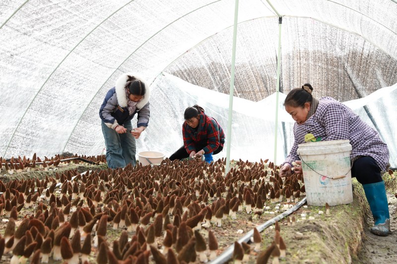 工人正在采收羊肚菌。張碧桃攝