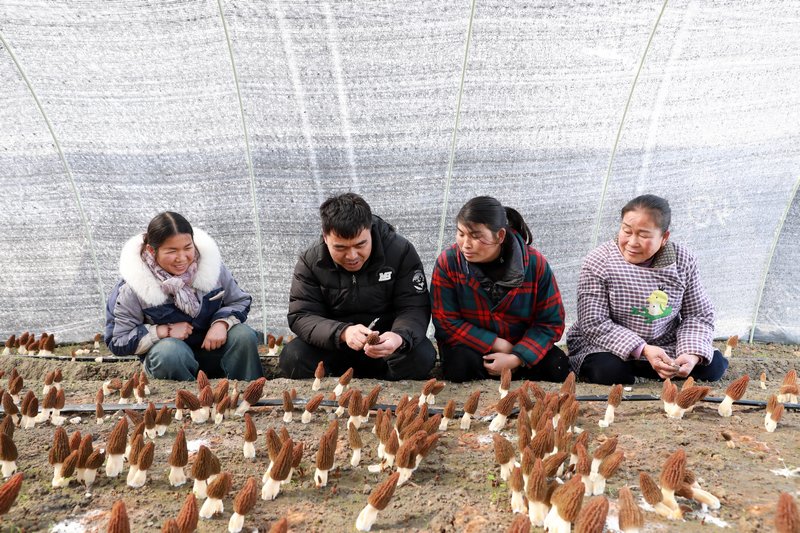 技術(shù)員在給工人講解羊肚菌采摘技巧。張碧桃攝