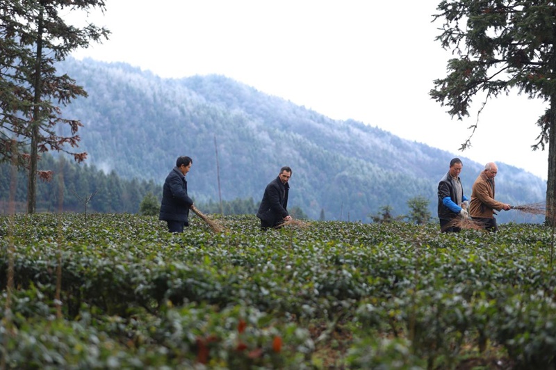 圖為在印江自治縣紫薇鎮(zhèn)大水溪村農技人員組織茶農清掃結冰。
