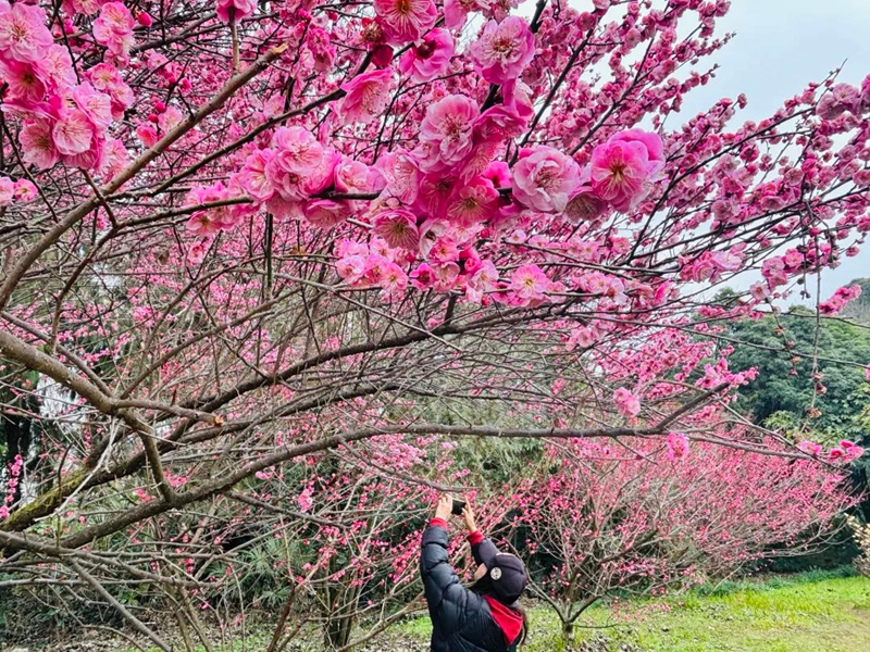 貴陽藥用植物園梅花綻放，春日限定美景碼住。