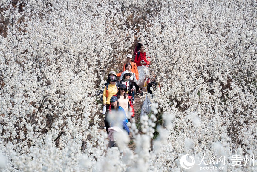 游客在櫻桃園內(nèi)觀賞櫻桃花。人民網(wǎng)記者涂敏攝