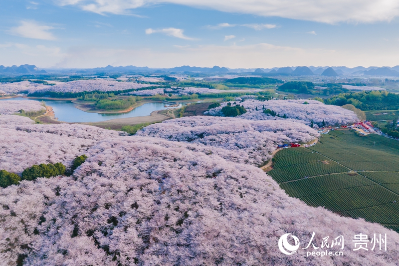 貴安櫻花園。人民網(wǎng) 陽茜攝