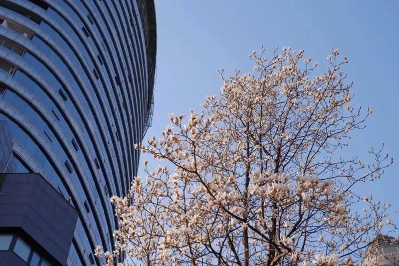 春日尋芳，花漾南明。