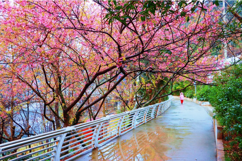 春日尋芳，花漾南明。