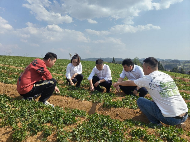 工作人員實(shí)地考察太子參生長(zhǎng)情況。工商銀行凱里分行供圖