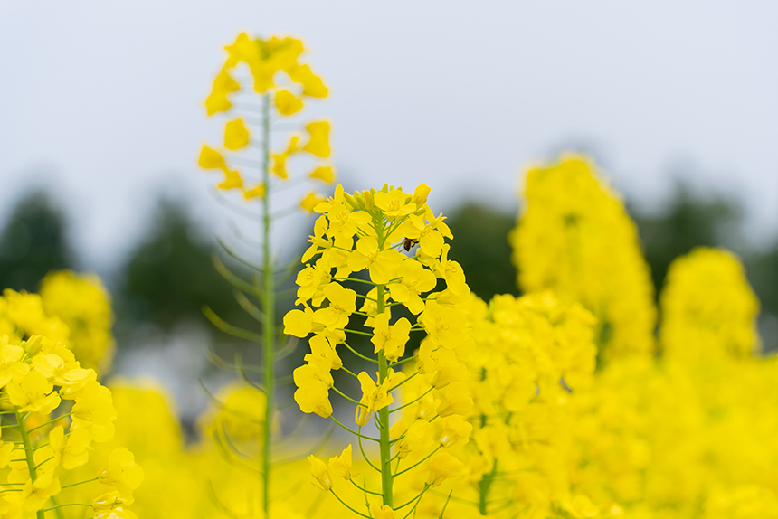 盛開的油菜花。人民網(wǎng)記者 涂敏攝