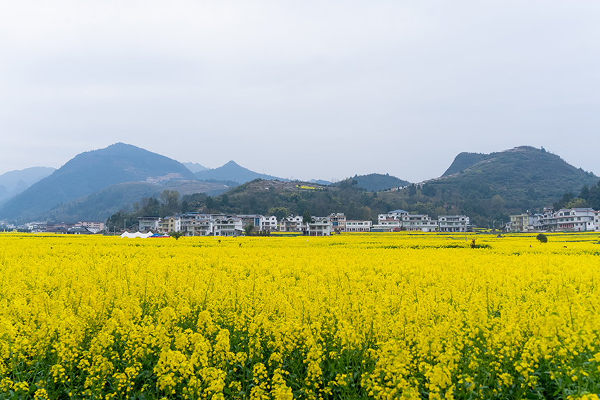 盛開(kāi)的油菜花與遠(yuǎn)處的民居。人民網(wǎng)記者 涂敏攝