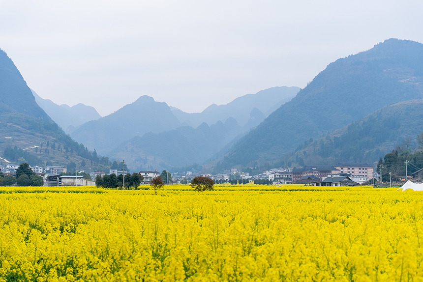 盛開的油菜花與遠(yuǎn)處的群山同框。人民網(wǎng)記者 涂敏攝