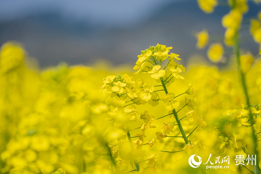 景區(qū)內(nèi)盛開的油菜花。人民網(wǎng)記者 涂敏攝