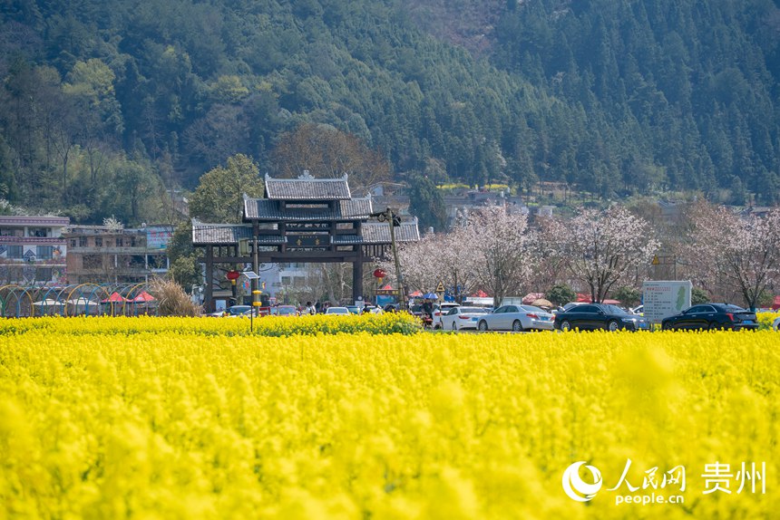 景區(qū)內盛開的油菜花。人民網記者 涂敏攝