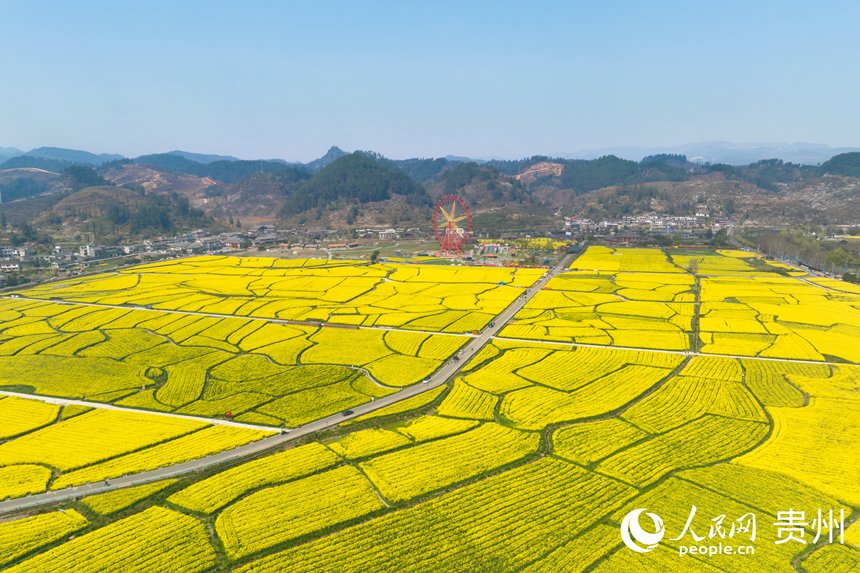 航拍貴定縣“金海雪山”景區(qū)盛開的油菜花。人民網(wǎng)記者 涂敏攝