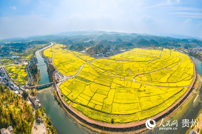 航拍貴定縣“金海雪山”景區(qū)盛開的油菜花。人民網(wǎng)記者 涂敏攝