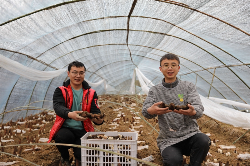 代浪（右）與工人采收羊肚菌。遵義市委宣傳供圖