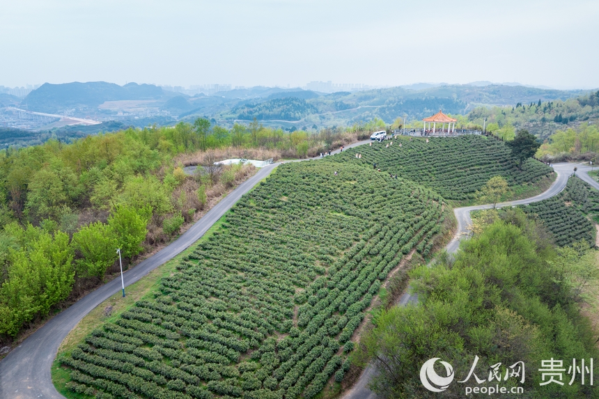 航拍神鵲茶場。人民網(wǎng)記者 涂敏攝