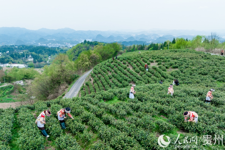 神鵲茶場(chǎng)內(nèi)，采茶女在采摘新茶。人民網(wǎng)記者 涂敏攝