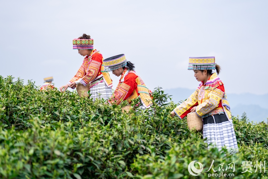 神鵲茶場內(nèi)，采茶女在采摘新茶。人民網(wǎng)記者 涂敏攝